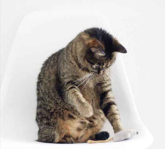 ddos攻击在哪能买到